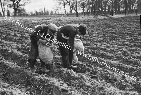 SEAMUE FITZPATRICK & F DUNNE SOWING